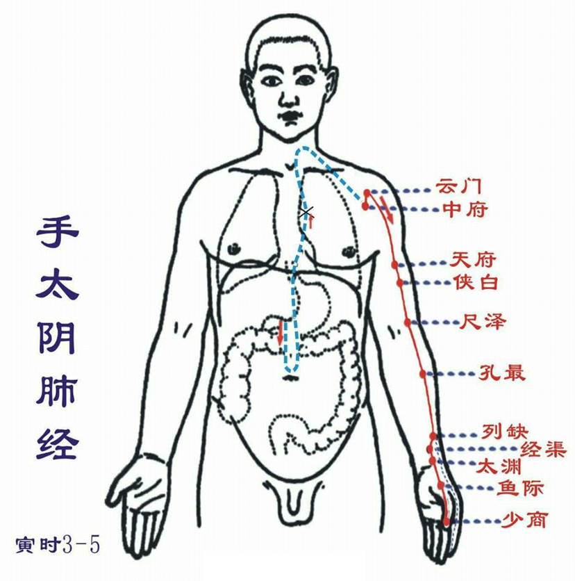 手太阴肺经