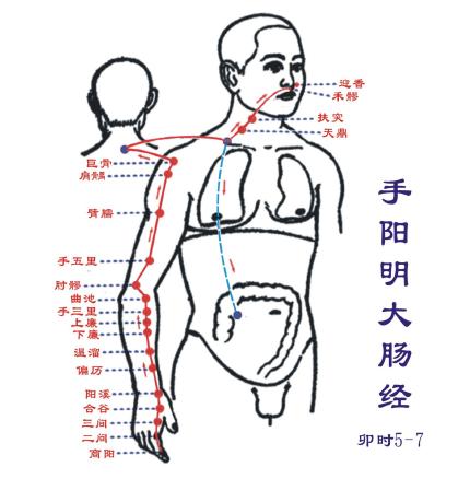 手阳明大肠经